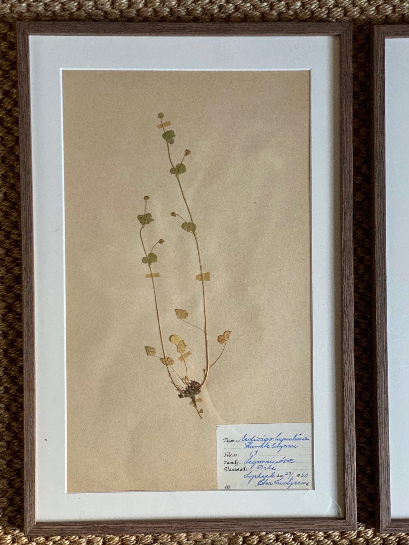 KEPT London Stock Set of six herbariums