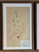 Load image into Gallery viewer, KEPT London Stock Set of six herbariums
