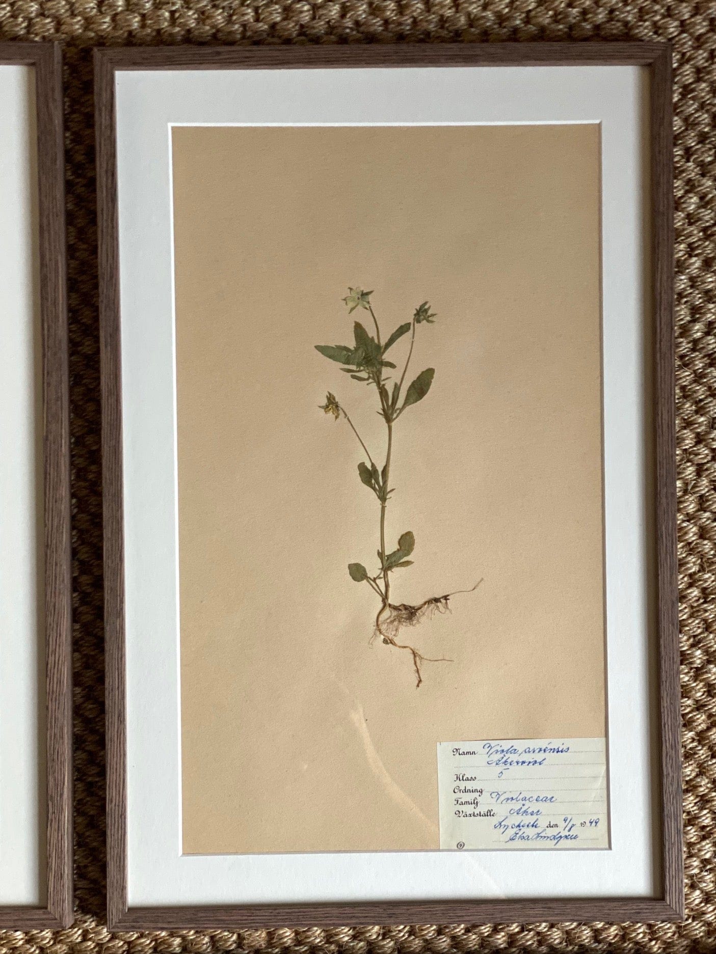 KEPT London Stock Set of six herbariums