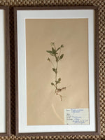 Load image into Gallery viewer, KEPT London Stock Set of six herbariums

