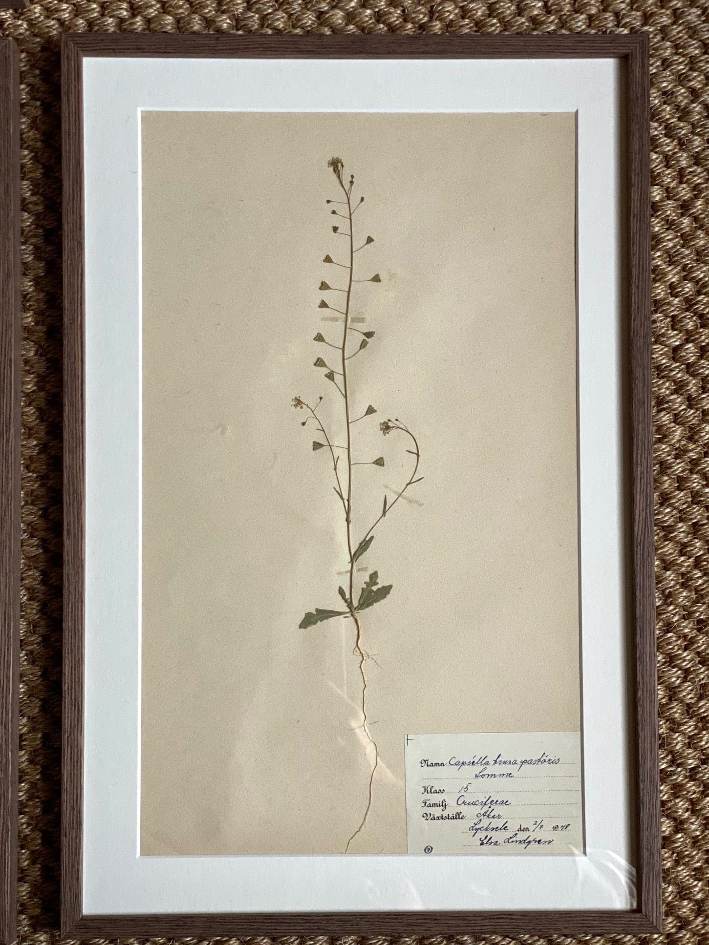 KEPT London Stock Set of six herbariums