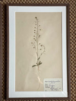 Load image into Gallery viewer, KEPT London Stock Set of six herbariums
