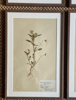 Load image into Gallery viewer, KEPT London Stock Set of six herbariums
