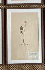 Load image into Gallery viewer, KEPT London Stock Set of six herbariums
