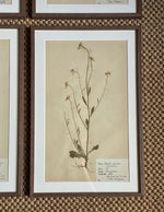 Load image into Gallery viewer, KEPT London Stock Set of six herbariums
