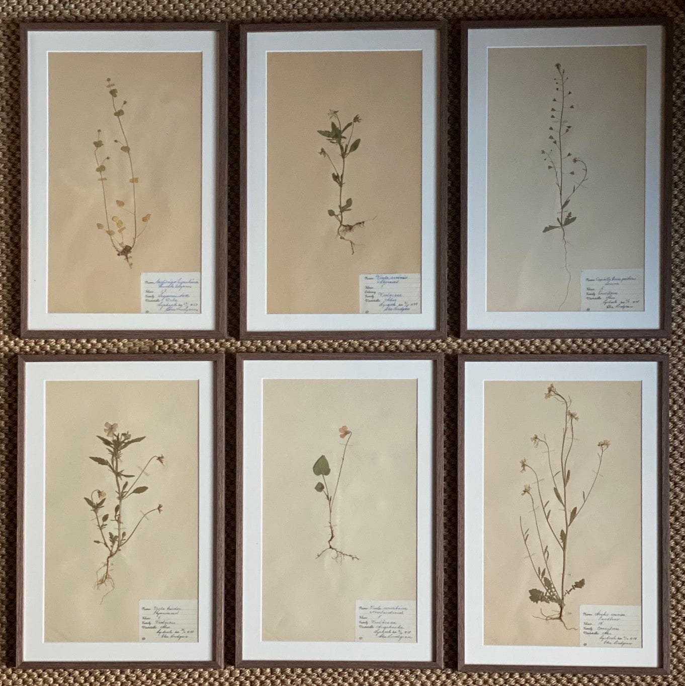 KEPT London Stock Set of six herbariums