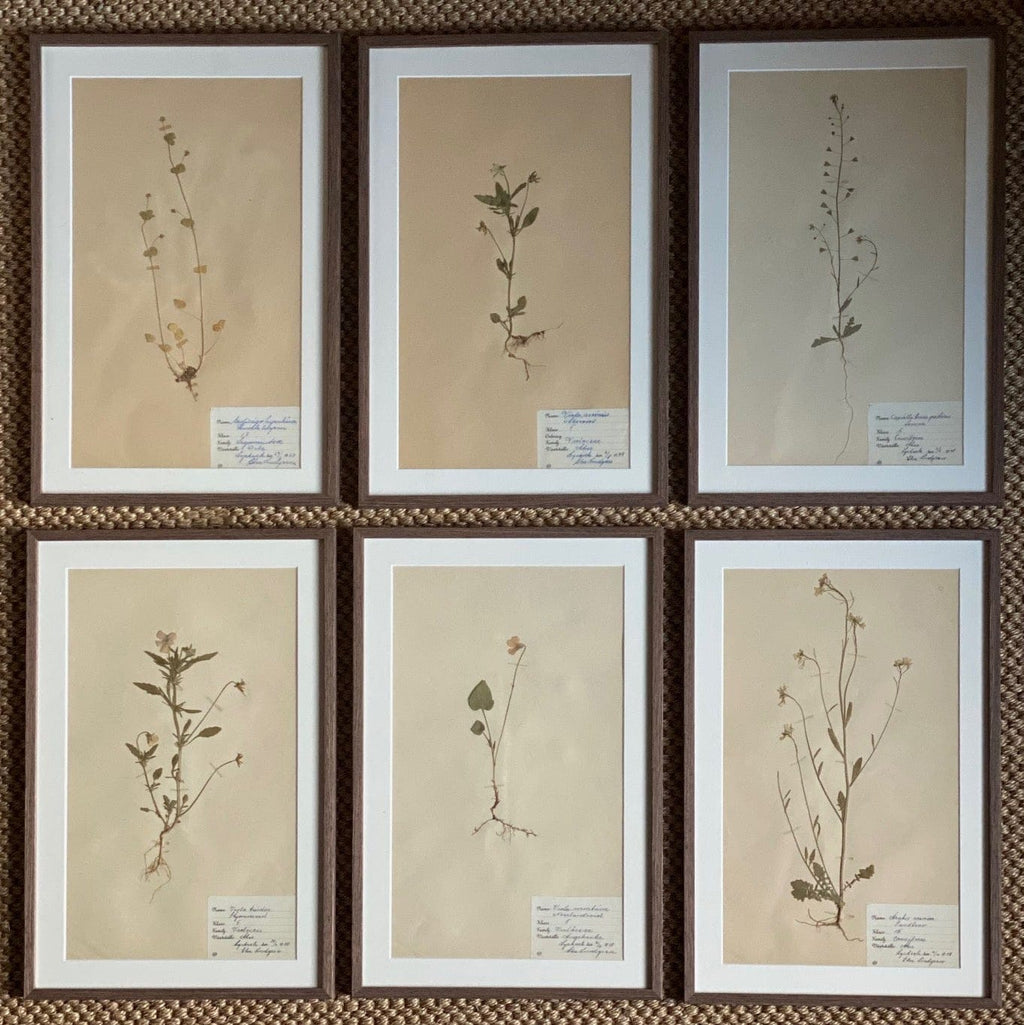 KEPT London Stock Set of six herbariums