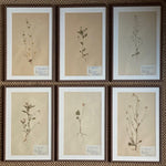 Load image into Gallery viewer, KEPT London Stock Set of six herbariums
