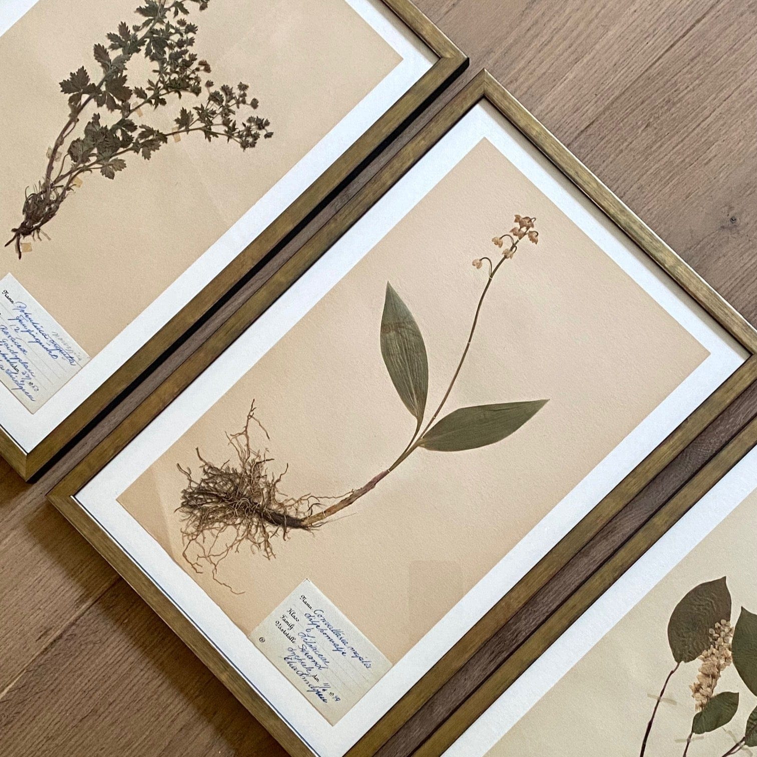 KEPT London Stock Set of three framed herbarium specimens
