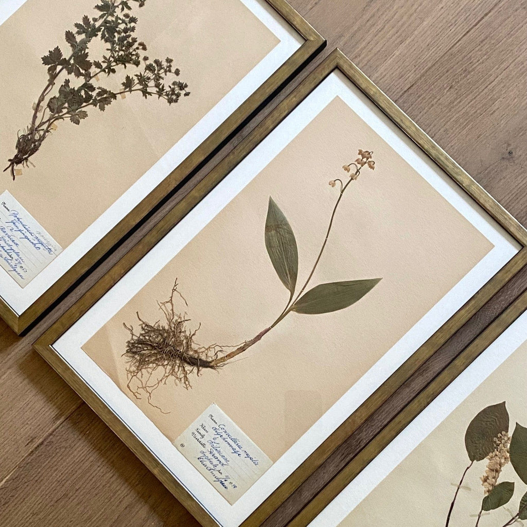 KEPT London Stock Set of three framed herbarium specimens