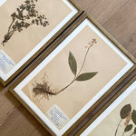 Load image into Gallery viewer, KEPT London Stock Set of three framed herbarium specimens
