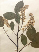 Load image into Gallery viewer, KEPT London Stock Set of three framed herbarium specimens
