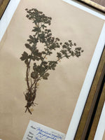 Load image into Gallery viewer, KEPT London Stock Set of three framed herbarium specimens
