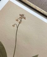Load image into Gallery viewer, KEPT London Stock Set of three framed herbarium specimens
