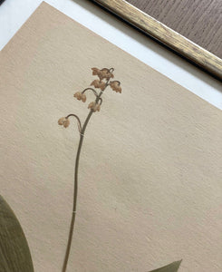 KEPT London Stock Set of three framed herbarium specimens