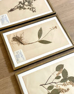 Load image into Gallery viewer, KEPT London Stock Set of three framed herbarium specimens
