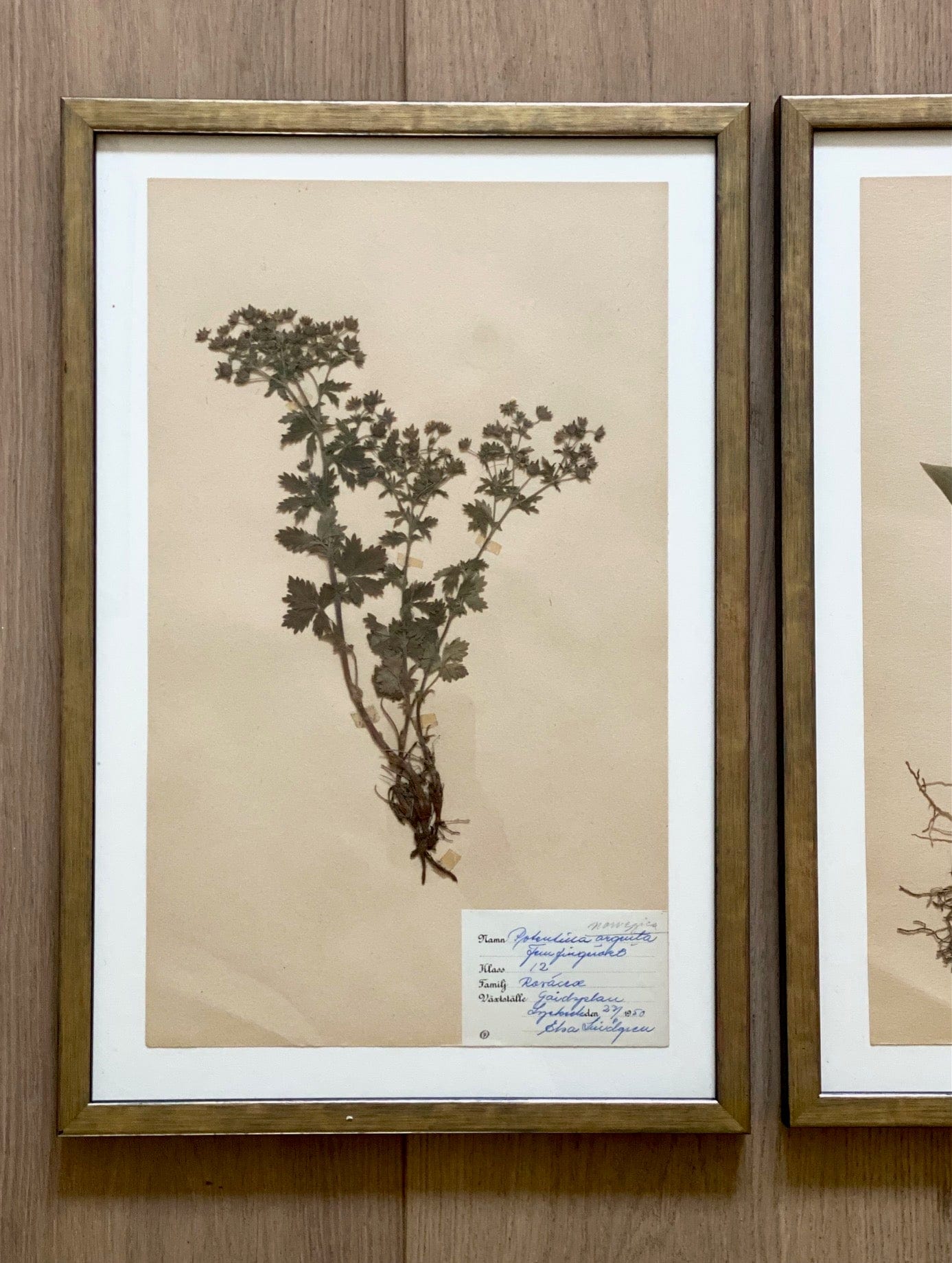 KEPT London Stock Set of three framed herbarium specimens