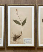 Load image into Gallery viewer, KEPT London Stock Set of three framed herbarium specimens
