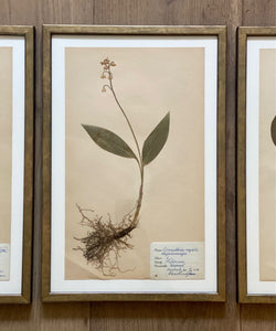 KEPT London Stock Set of three framed herbarium specimens