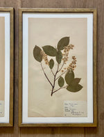 Load image into Gallery viewer, KEPT London Stock Set of three framed herbarium specimens
