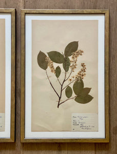 KEPT London Stock Set of three framed herbarium specimens