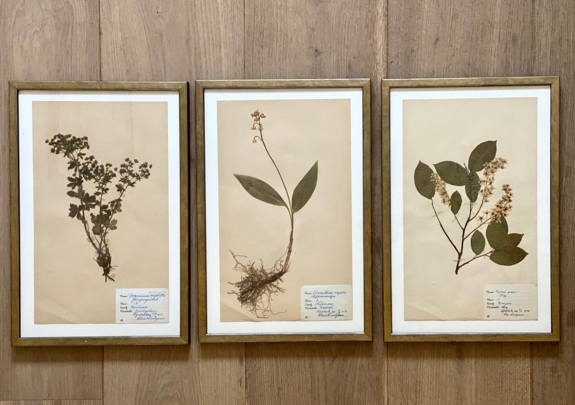 KEPT London Stock Set of three framed herbarium specimens