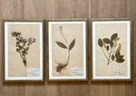 Load image into Gallery viewer, KEPT London Stock Set of three framed herbarium specimens
