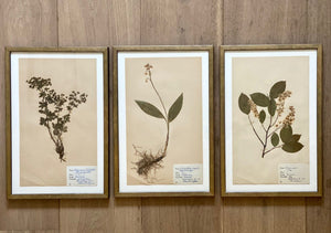 KEPT London Stock Set of three framed herbarium specimens