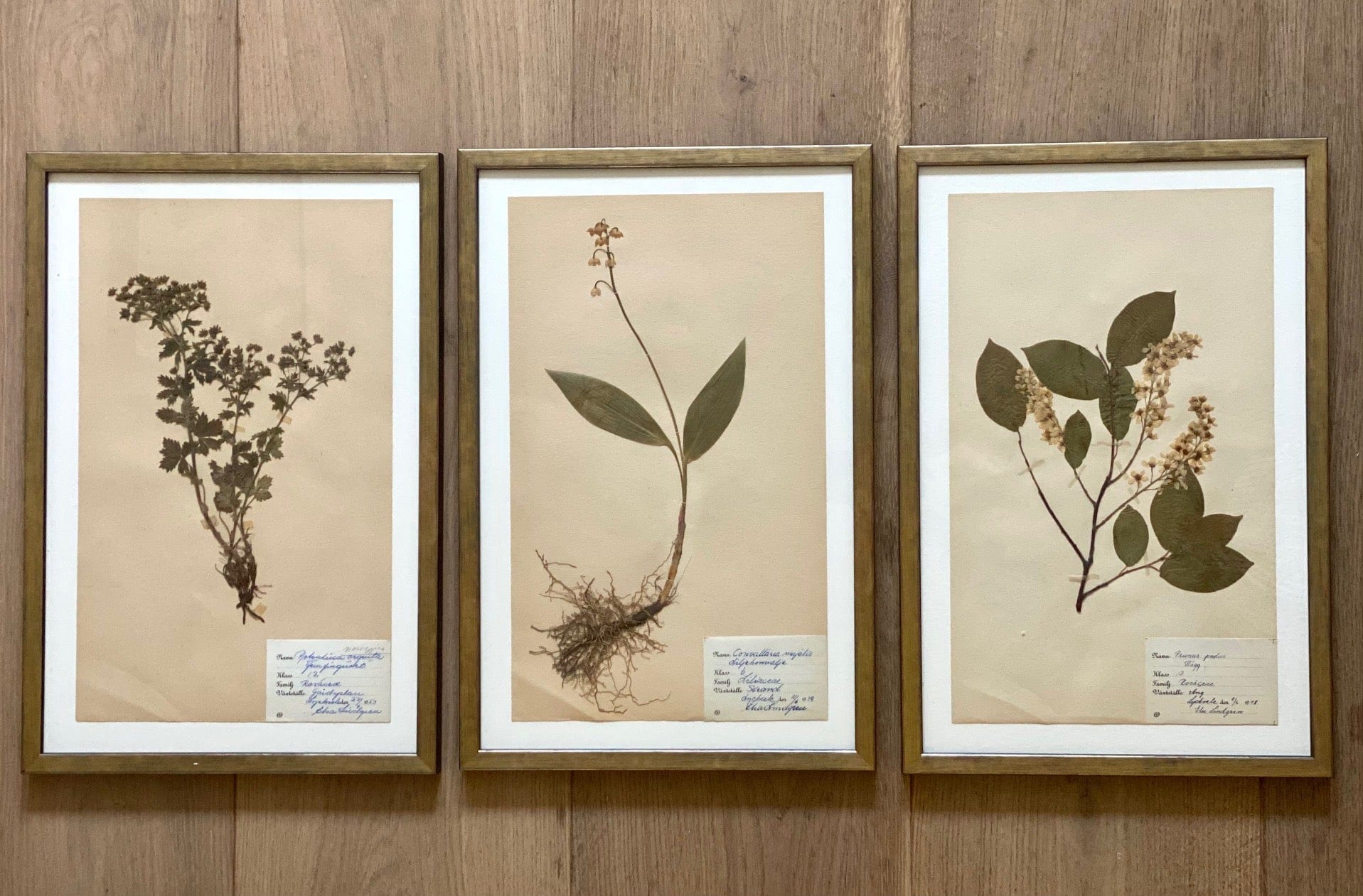 KEPT London Stock Set of three framed herbarium specimens