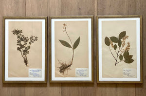 KEPT London Stock Set of three framed herbarium specimens