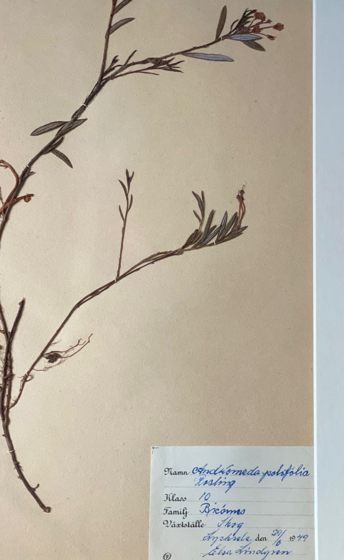 KEPT London Stock Set of three framed herbariums