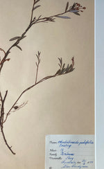 Load image into Gallery viewer, KEPT London Stock Set of three framed herbariums
