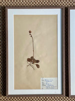 Load image into Gallery viewer, KEPT London Stock Set of three framed herbariums
