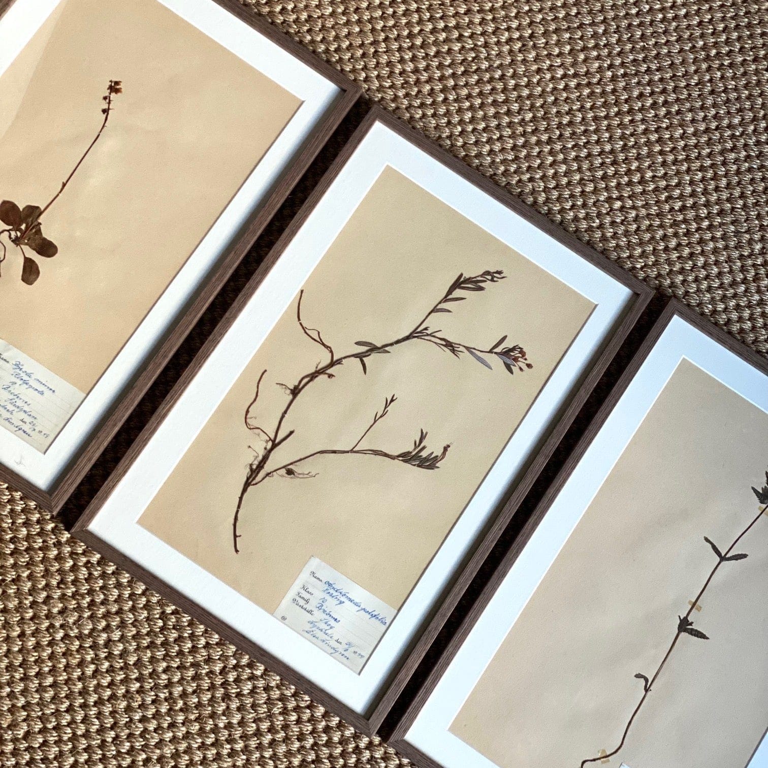 KEPT London Stock Set of three framed herbariums