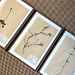 Load image into Gallery viewer, KEPT London Stock Set of three framed herbariums
