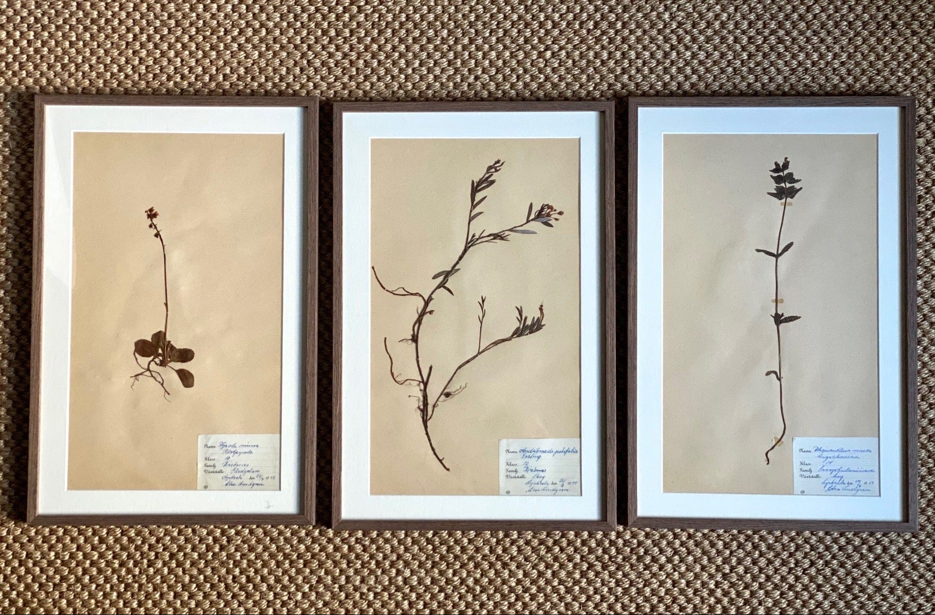 KEPT London Stock Set of three framed herbariums