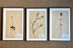 Load image into Gallery viewer, KEPT London Stock Set of three framed herbariums
