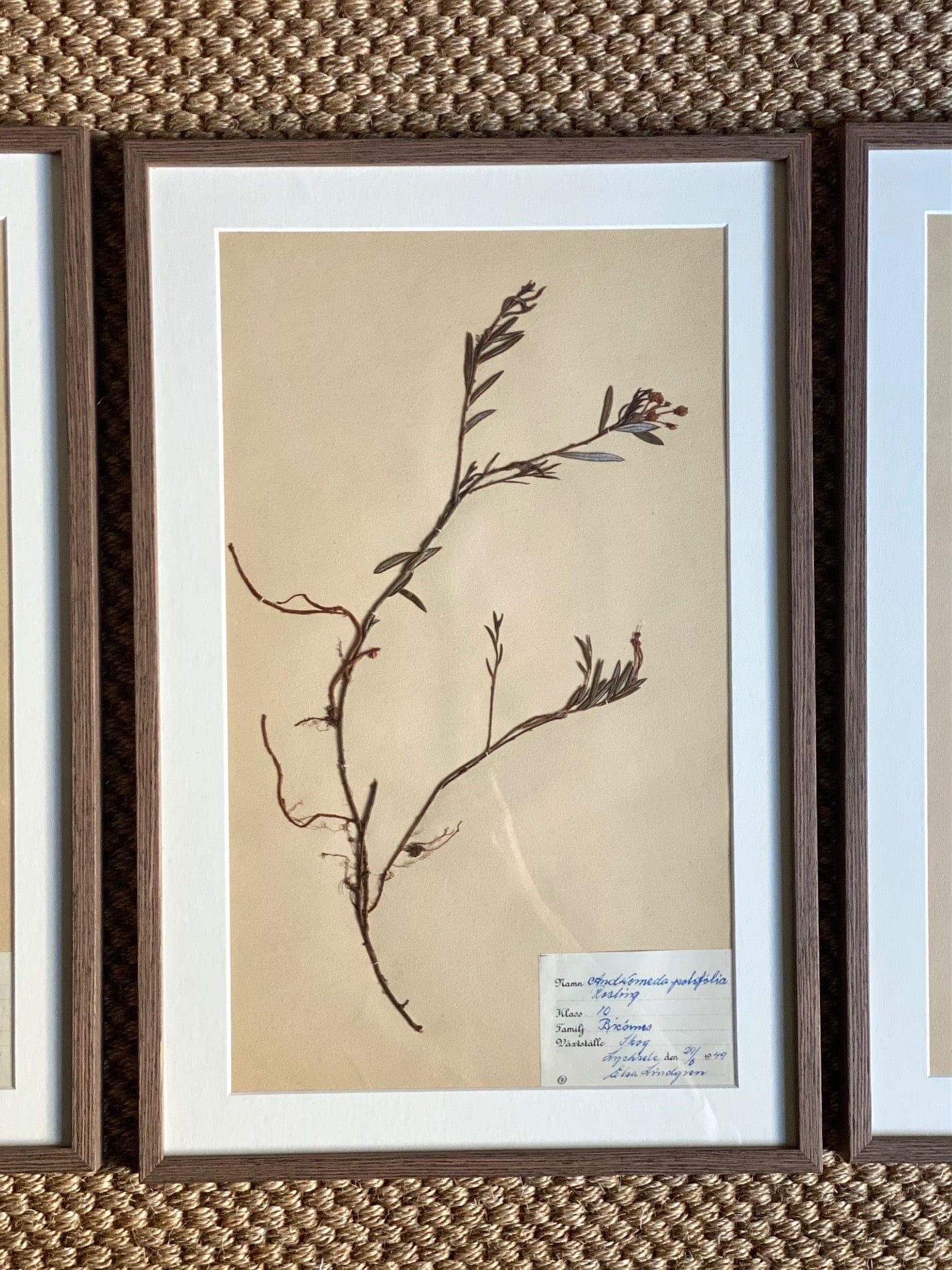 KEPT London Stock Set of three framed herbariums