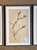 Load image into Gallery viewer, KEPT London Stock Set of three framed herbariums
