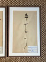 Load image into Gallery viewer, KEPT London Stock Set of three framed herbariums
