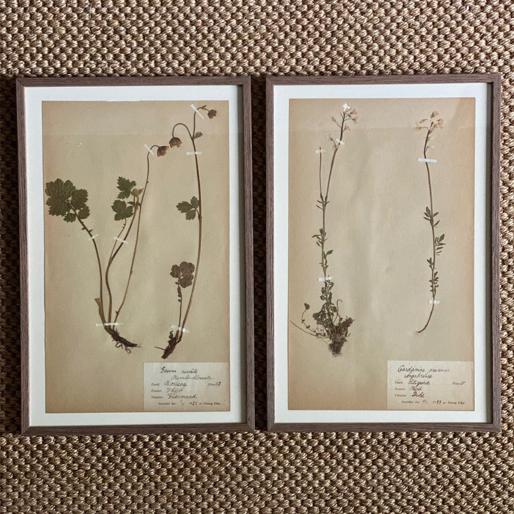 KEPT London Stock Set of two framed herbariums
