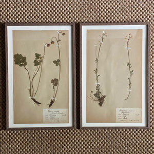 KEPT London Stock Set of two framed herbariums