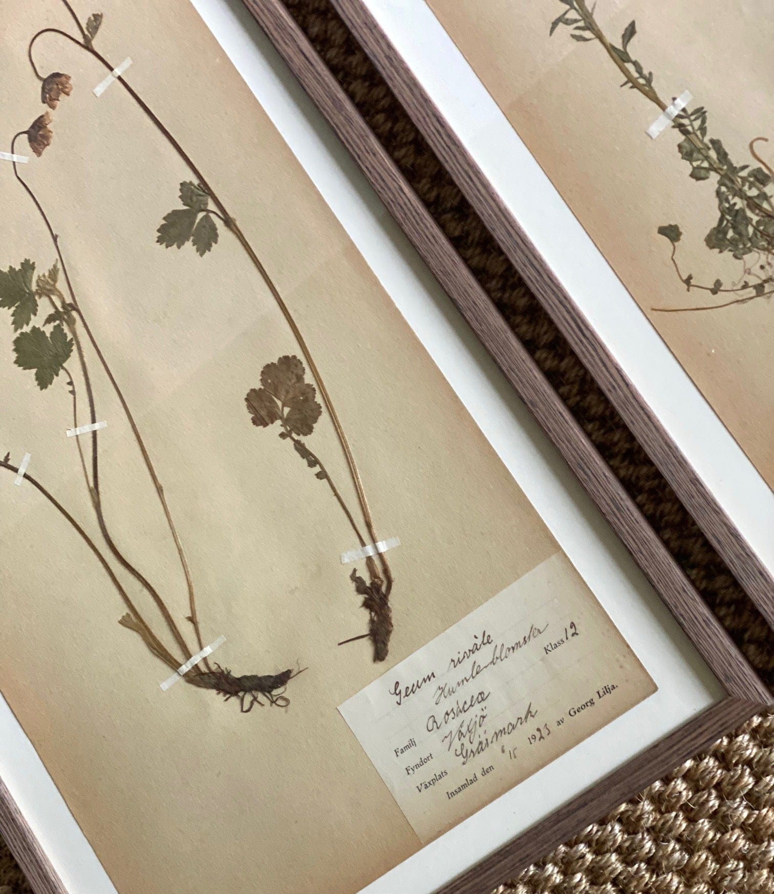 KEPT London Stock Set of two framed herbariums