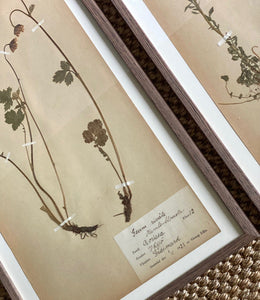 KEPT London Stock Set of two framed herbariums