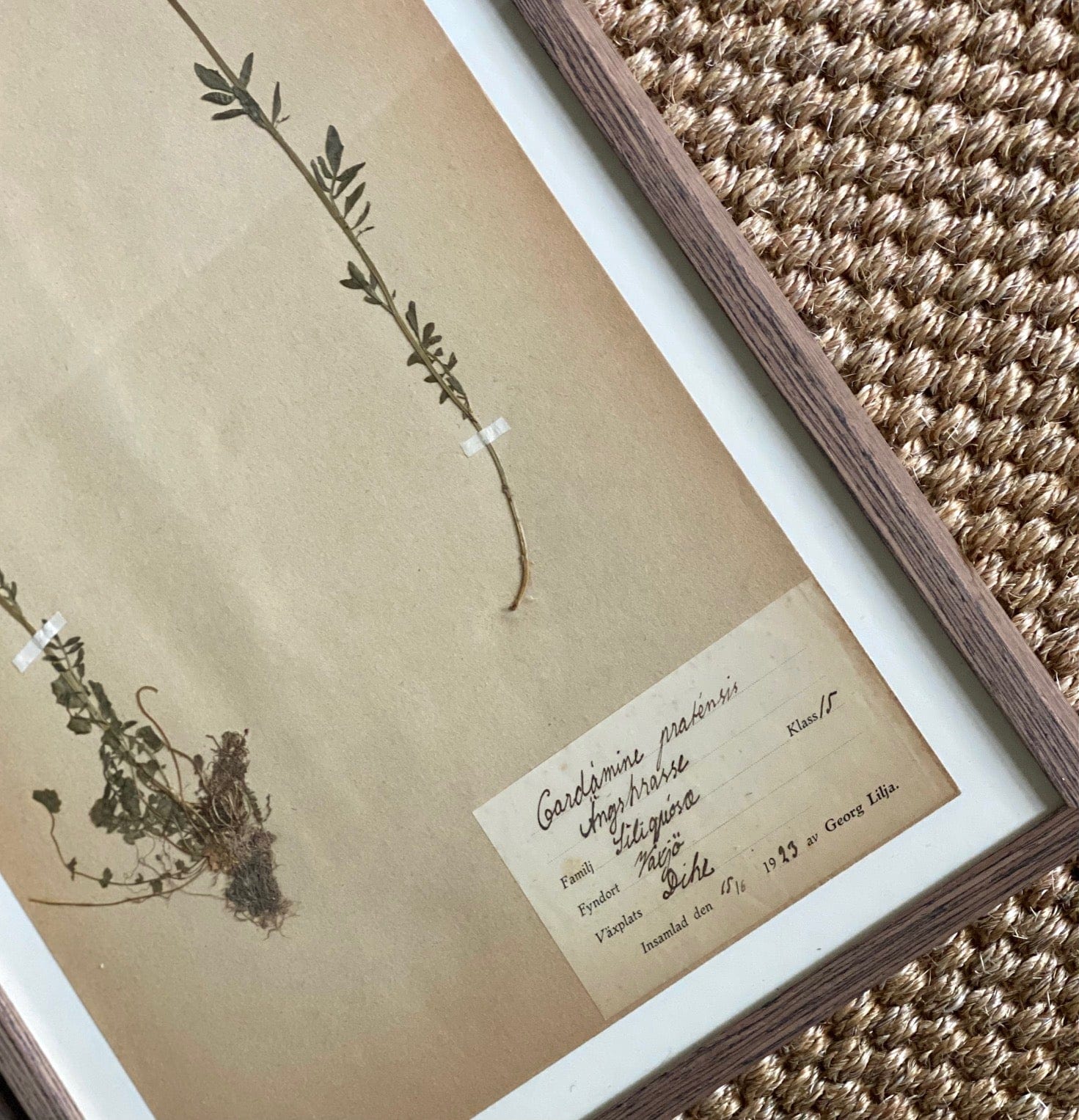 KEPT London Stock Set of two framed herbariums