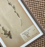 Load image into Gallery viewer, KEPT London Stock Set of two framed herbariums
