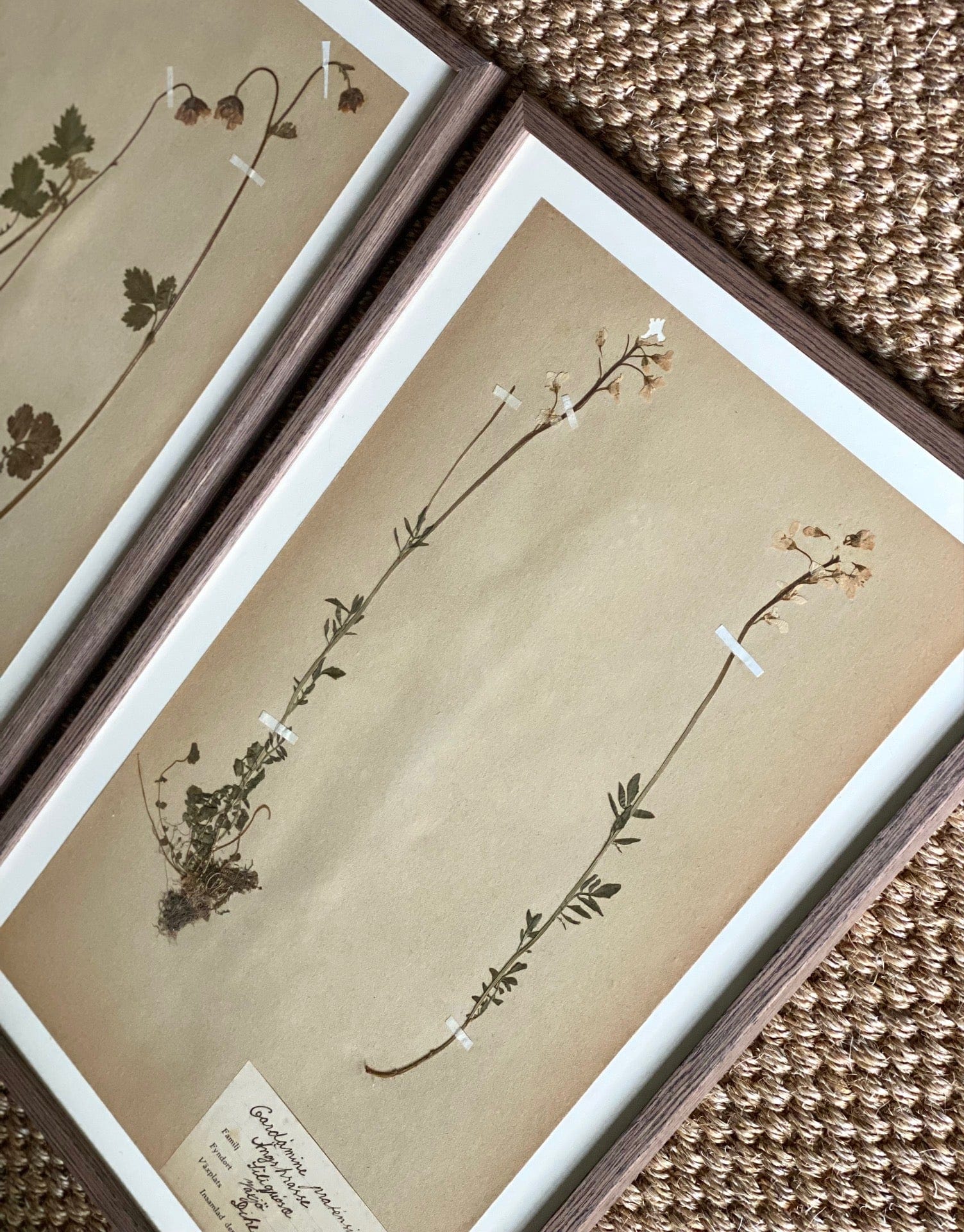 KEPT London Stock Set of two framed herbariums