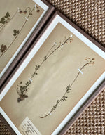 Load image into Gallery viewer, KEPT London Stock Set of two framed herbariums

