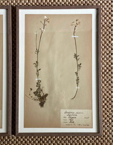 KEPT London Stock Set of two framed herbariums