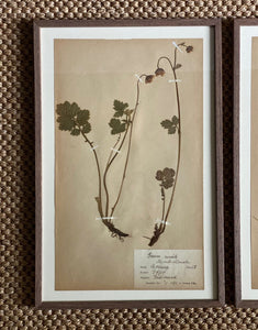 KEPT London Stock Set of two framed herbariums